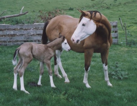 best horse facial marking