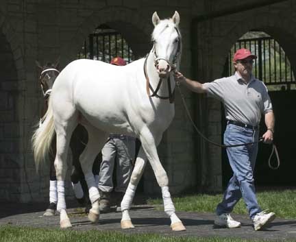 the_white_fox_keeneland041504.jpg