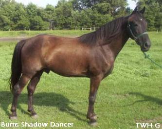 Equine Color Genetics