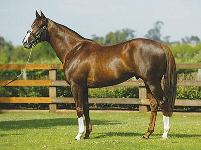 liver chestnut horse