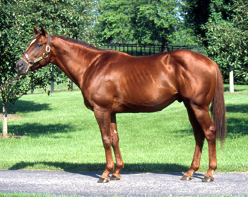 liver chestnut horse