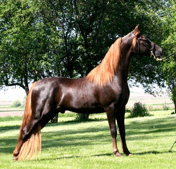 flaxen chestnut pony