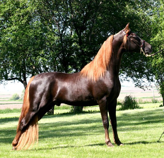 liver chestnut horse