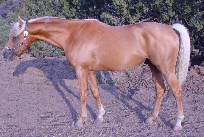 palomino horse with black mane