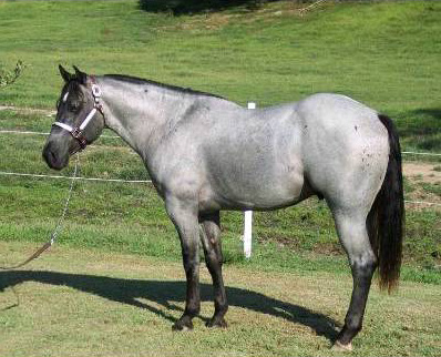 grey appaloosa