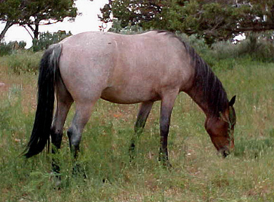 Strawberry Roan [1944]