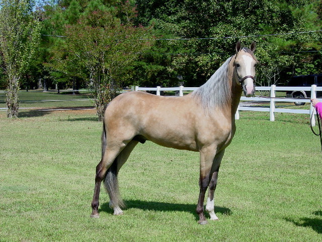 buckskin_silver_twh.jpg